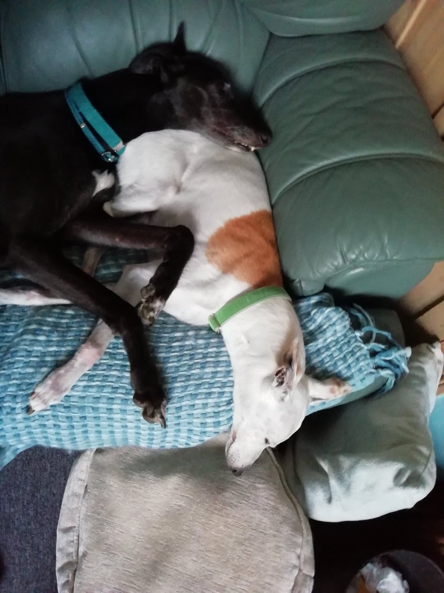 lilwonkywilly's tweet photo. @HollyGreyhound @willysfosters I love Kenny cuddles https://t.co/6dcWCLu3rO