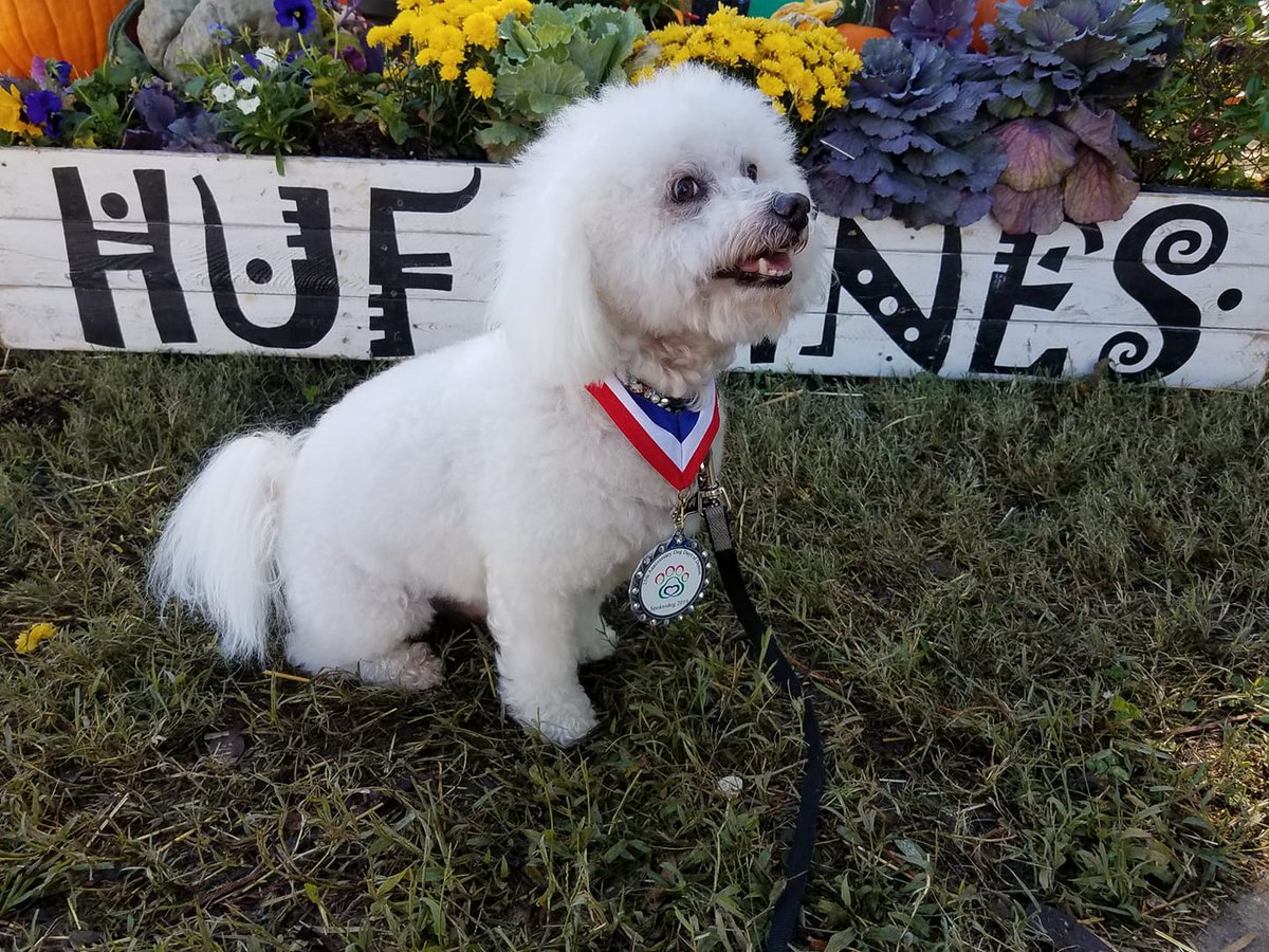 DiscoverDenton's tweet photo. TOMORROW! Come celebrate #NationalDogDay with us! We'll have @DogDaysDenton 's Spokesdog Jazz out, so come meet him from 2-4 pm: https://t.co/TBMoIkDN1z #Dentoning #dogdaysdenton https://t.co/Qw06M6O5AH