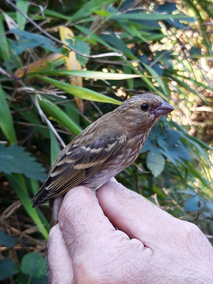 Vandaag deze jonge Roodmus kunnen ringen, de eerste in ons 43 jarig bestaan.
Hier in Oost-Twente een erg zeldzame soort.
Hun overwinteringsgebied is ZO-Azie, o.a India.