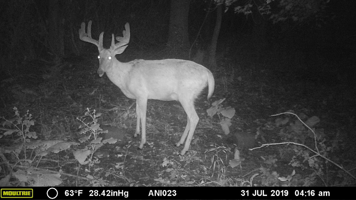 Ani_Logics's tweet photo. Just because bucks are almost full grown doesn't mean they don't need any more minerals. The next month is crucial for finishing the growth season strong, as well as sharpening up those tines. #VelvetRut2019 #HitListBuck #AniMineralBlock https://t.co/UvigdKdtcE