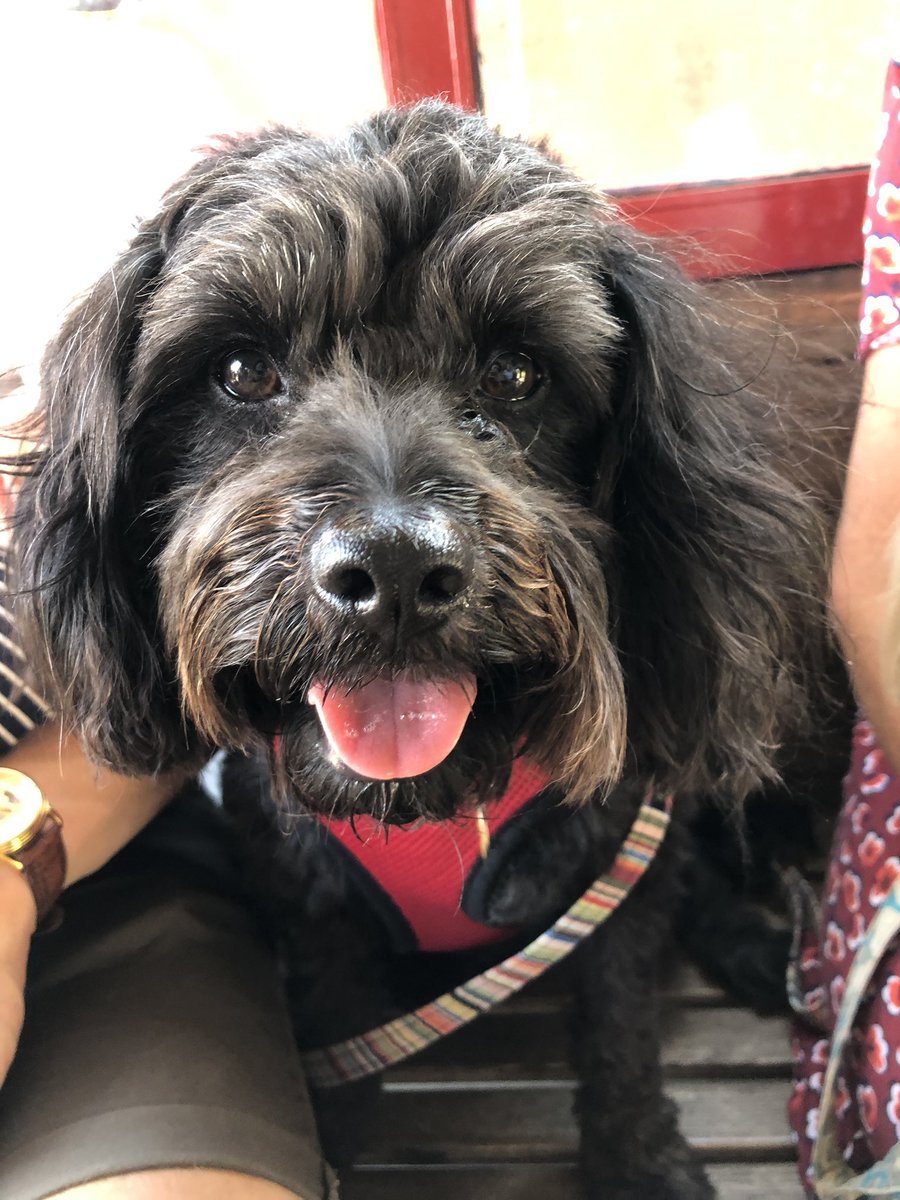billythecavapoo's tweet photo. This is my happy face ❤️ https://t.co/PteWdo0zhO