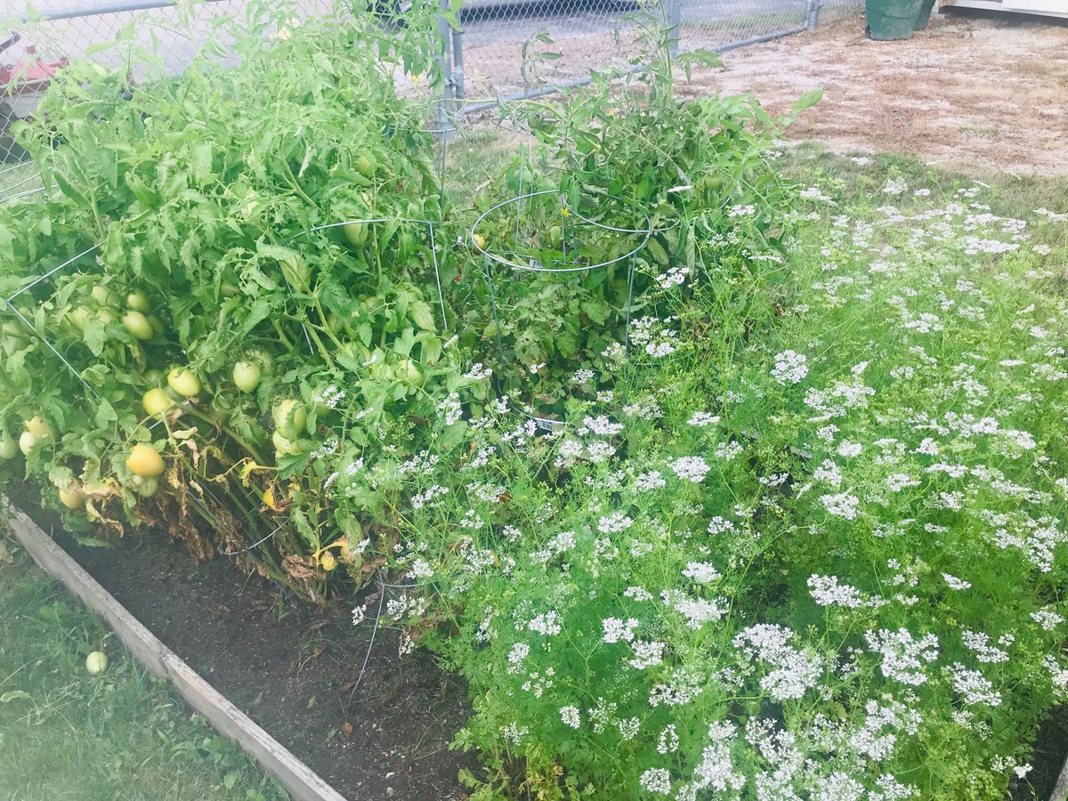 stephwest68's tweet photo. ⁦@SuncrestEagles⁩ Tomatoes, peppers, carrots oh my!  Garden Club headed up by Mrs. Rudd harvesting their crops and taking home bags of veggies!  Even plenty to share with staff!  Way to go Eagle gardeners! https://t.co/McECGpg7Ba