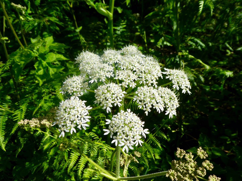 HALT52232745's tweet photo. @robbiecowen Just love cow parsley, also Scabius and Red Campion x https://t.co/7w2J56Hdad