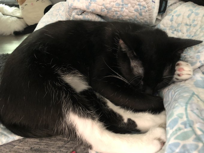 Bby Olivia napping in front of me while I do homework. Can you even believe how cute this shit is https://t