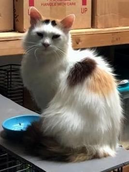 Stray Haven tweet media