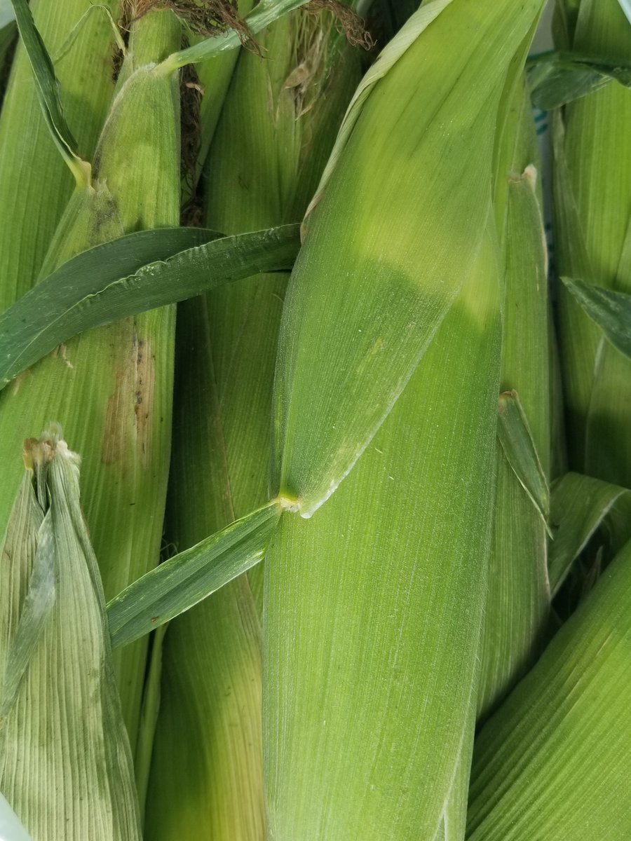 AmandaBrodhagen's tweet photo. Sweet corn delivery to the farm! 🌽 Thank you farmer/councillor @PtTimeFarmer16. Best sweet corn in #PerthCty!!! 😋 #sweetcorn #sweetcorntaxi #knowyourfarmer #loveONTfood #ruralon https://t.co/Efez18Qj1P