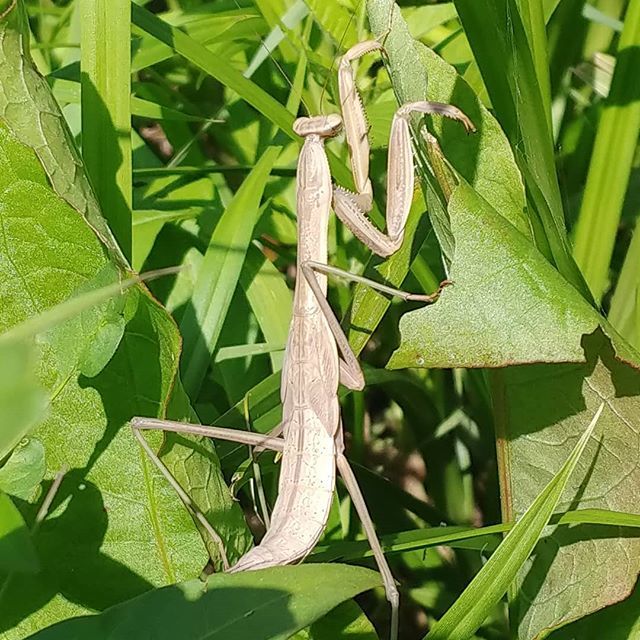 Mantis, Praying Mantis #StrikeAPose #Day23 #30DayNatureChallenge #IAmALocalTourist ift.tt/2L6zBOB