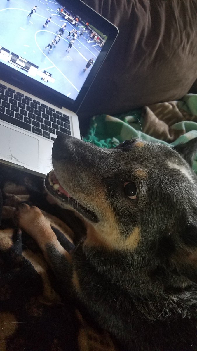 SharinPain8's tweet photo. Astro is totally into #wftdacup #talk2wftda #dogsofrollerderby https://t.co/OiZgZM0AxD
