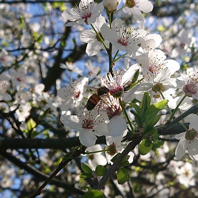 beesofsuburbia's tweet photo. Marge! The blossoms are 'ere! #beekeepingseasoniscoming #melbournebees #bees #blossom https://t.co/ILWqUtWcBD https://t.co/NUIT8YHPri