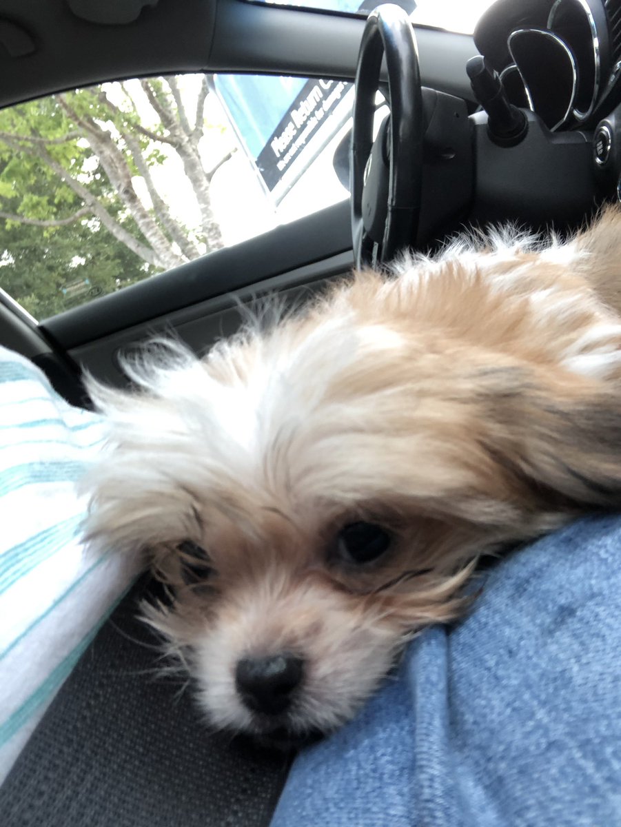 thereal_jd52's tweet photo. Well Twitterverse I got a new #puppy today. Named her Dorinda after the one, the only @DorindaMedley from #RHONY she has a forever home and we made it nice #shihtzu https://t.co/FfvnDq4GvV