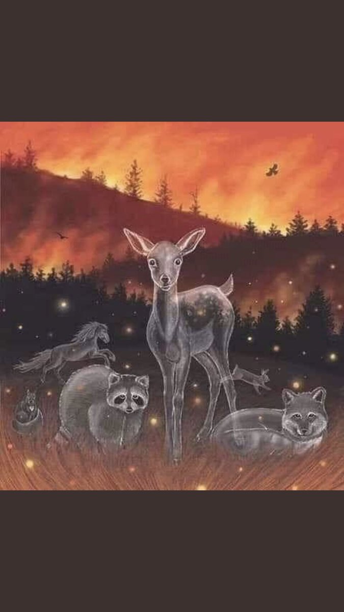 ryckie1995's tweet photo. 🙏🏼 #AmazonSaveTheAmazon this is a dedication to all the wildlife. May they Rest In Peace #amazonrainforestfire https://t.co/Nl8Z4v9whA