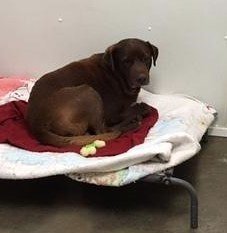 Route 66 Rescue, Inc tweet media