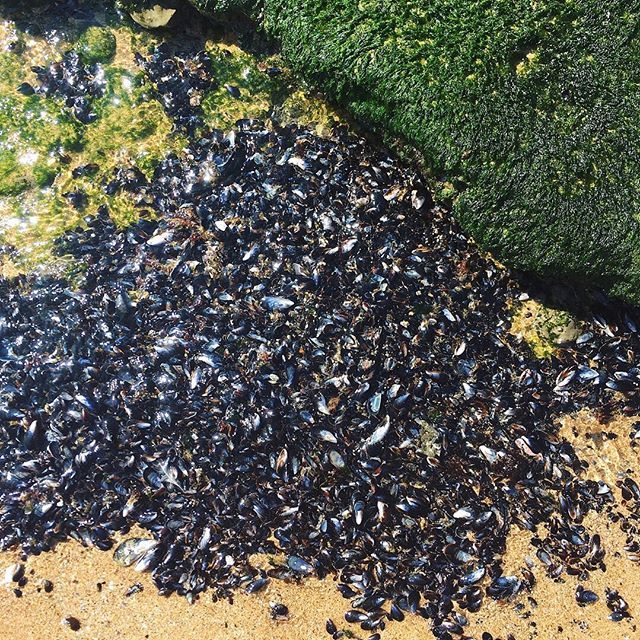 Mussels are great on your plate or at the beach 😂
.
.
.
.
#hausofnomads #praiadomagoito #sintra #beachphotography #everydaydesign #playingwithshadows #designeveryday  #thenativecreative #designinspo #designinspiration #artiseverywhere #aquietstyle #s… ift.tt/30vIDel