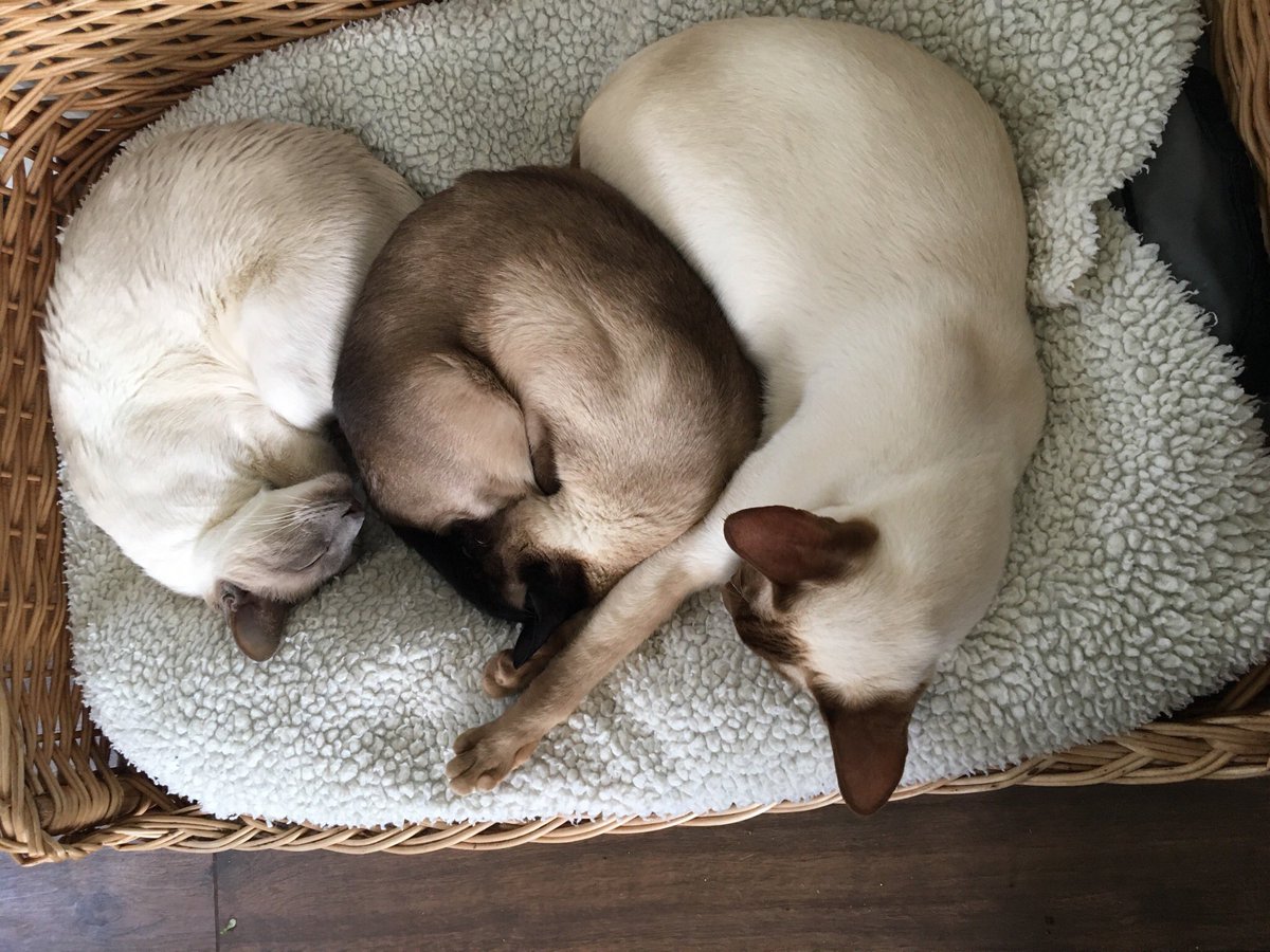 Diablo_Siamese's tweet photo. #GoodNightTwitterWorld #staysafe #bekind #teamdiablo #staffareback #catsofinstagram #CatsOfTwitter https://t.co/6OR36X2SYa