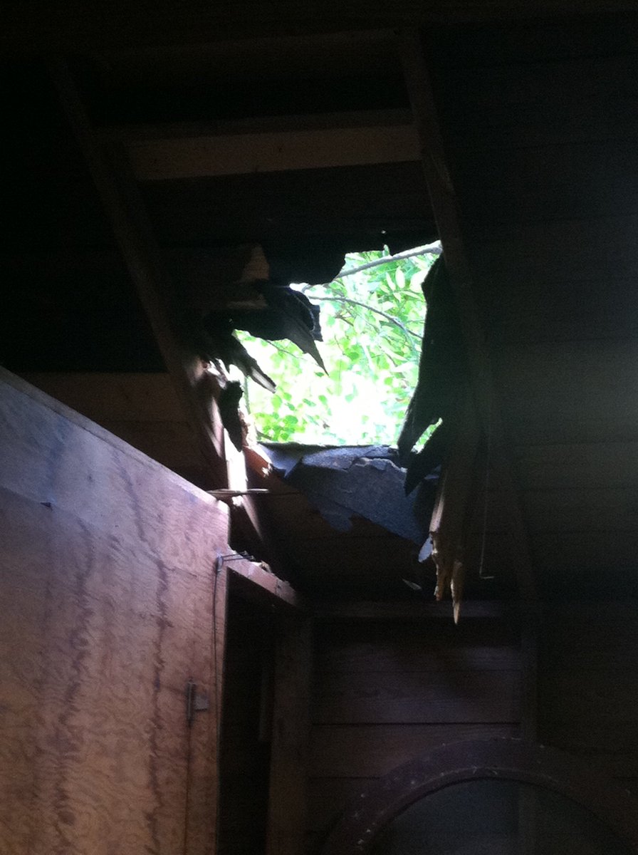 TwoBitHoh's tweet photo. I prefer #WEEKNIGHTYARDWORK over #WEEKENDROOFREPAIR. Old pecan tree shed a bough into my garage roof. 3.5' x 2.5' hole @PabstBlueRibbon can added for scale. It weighed a ton. #LIKEAHOTKNIFETHROUGHBUTTER @silescot @AllynPaul @realtreed @grass_mn @jakethelawnkid https://t.co/cPPEgOni1z
