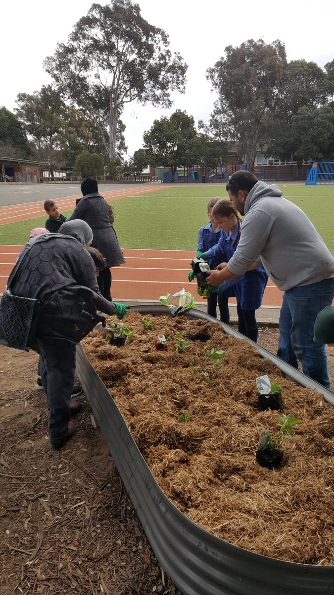 Such a positive start to our community garden! Thank you to all our parents/caregivers who came in &amp; to @BrendenMoore29 for teaching us all about pocket planting. All are welcome to join us this Monday, the 26th Aug at 3pm as we continue to grow our garden. <a href="/PsCondell/">CondellParkPS</a> 🥒🍅🥕🥔