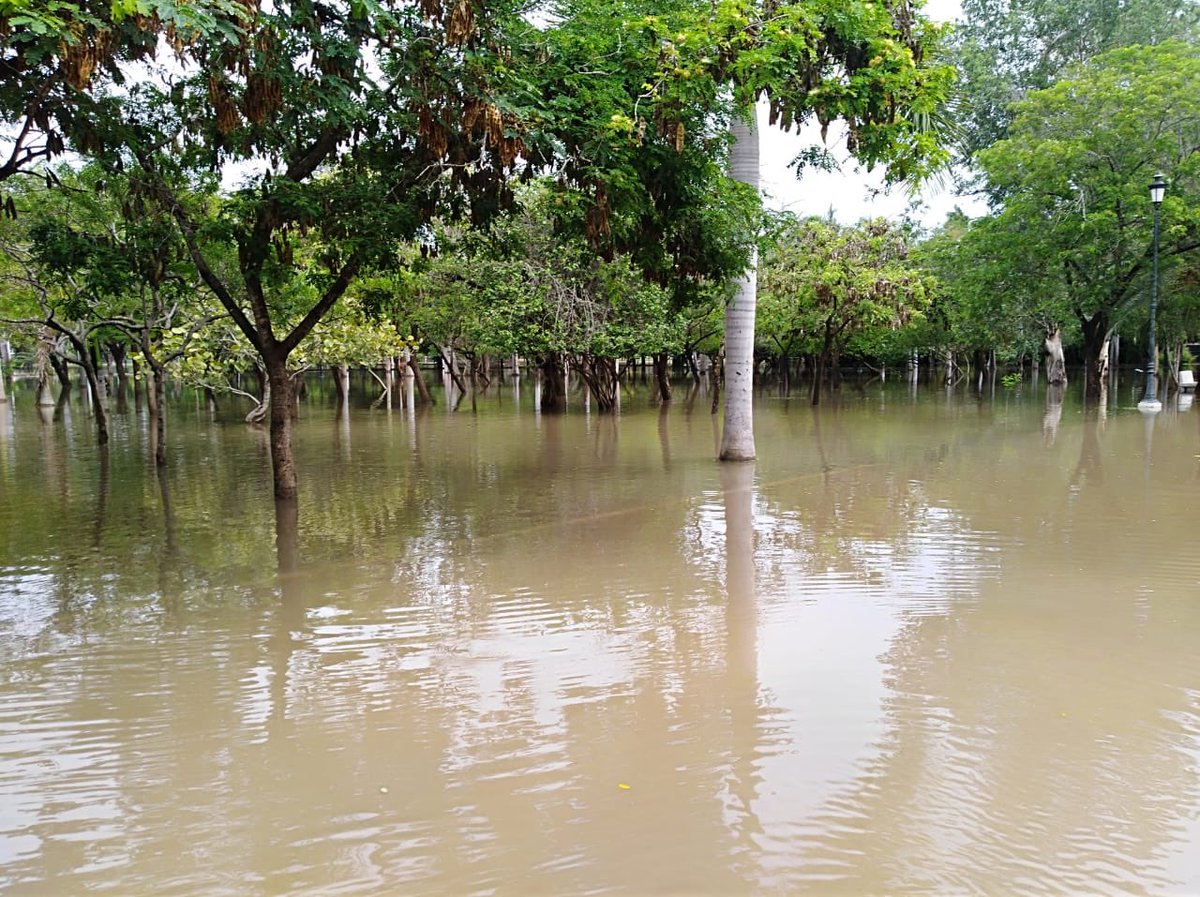 arehc's tweet photo. Jardín botánico #ParqueSinaloa sufrió severos daños con la inundación #TormentaTropical #IVO árboles derribados y aún se encuentra entre el agua, se mantendrá cerrado por seguridad de las familias y del propio parque. @PlataformaNmx https://t.co/zIMoE3FaXd