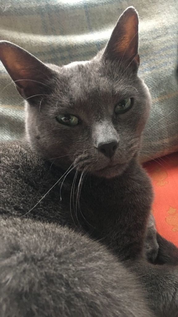 catloversonly's tweet photo. Just Pinned to Gray Cats: Cute gray kitty. https://t.co/e1Quh8Etx6 https://t.co/lrCSPM8Luj