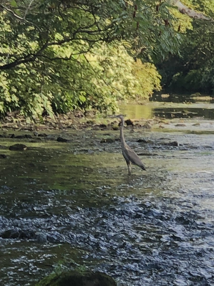 supervdl's tweet photo. Finally a cool morning which means I am out fishing and I wasn’t the only one! https://t.co/2RhlIg98MI