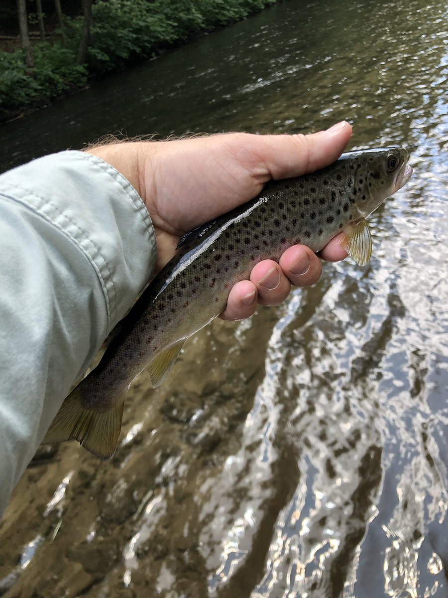 supervdl's tweet photo. Finally a cool morning which means I am out fishing and I wasn’t the only one! https://t.co/2RhlIg98MI