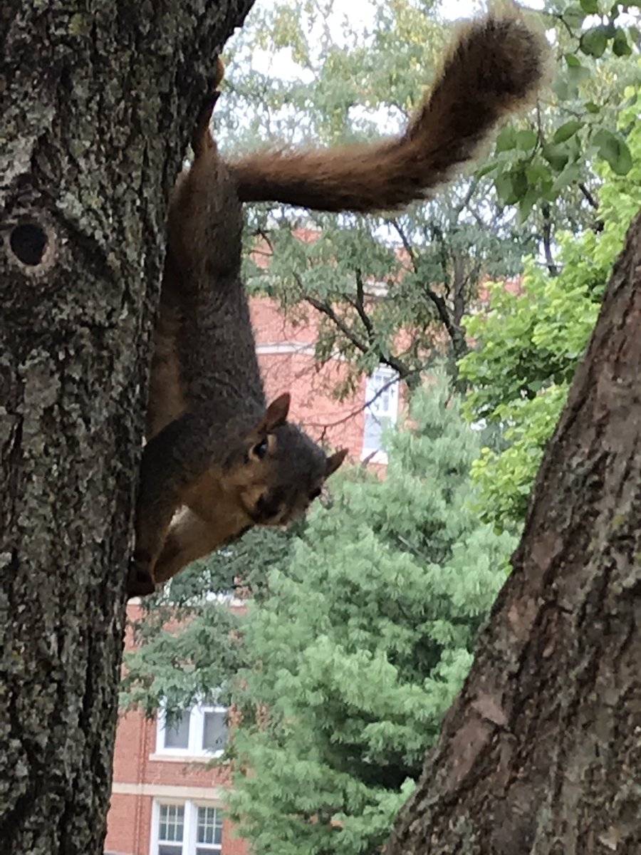 Emlloyd14's tweet photo. @NWSquirrels https://t.co/E6TGcgmaby