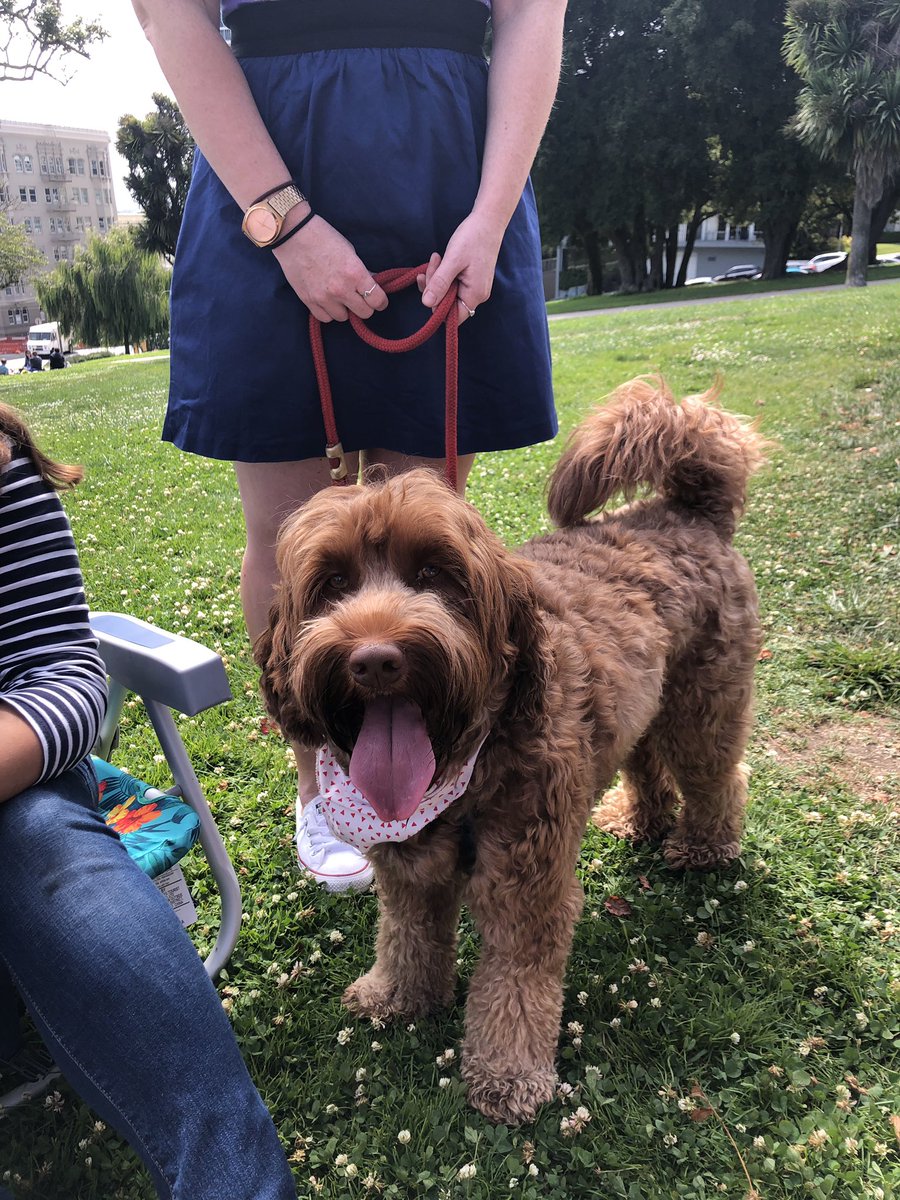 andreachorst's tweet image. Saturdays are for parks...and cute dogs #doodle #PacHeights #LafayettePark #SanFrancisco