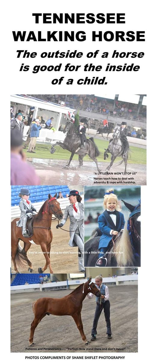 wartracebates's tweet photo. TENNESSEE WALKING HORSE... The outside of a horse is good for the inside of a Child #TWHBEA #TWHNC #TWHNM https://t.co/Ln5cBNPfHz