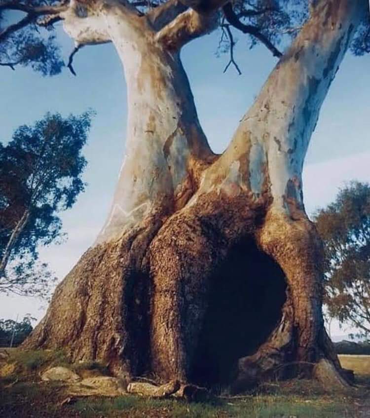 lobbycoorg's tweet photo. This ancient Birthing Tree is scheduled to be chopped down in Victoria. It’s over 800. Just to save a few minutes for commuters.
Action you can take: phone Daniel Andrews office, 039651 5000 he’s taking submissions on objections. https://t.co/Gb1IKyGRmG