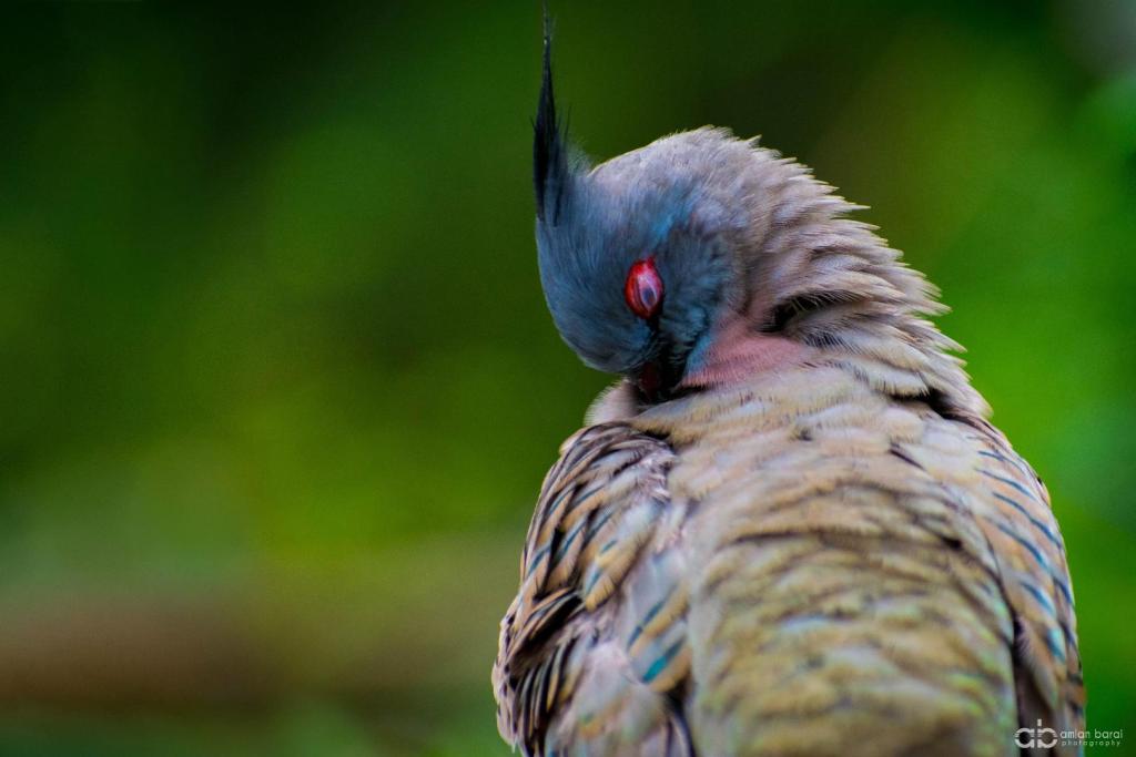 AmlanBarai's tweet photo. Birdwatching https://t.co/FMNX0JUi6m https://t.co/EFxyLN9Hgd