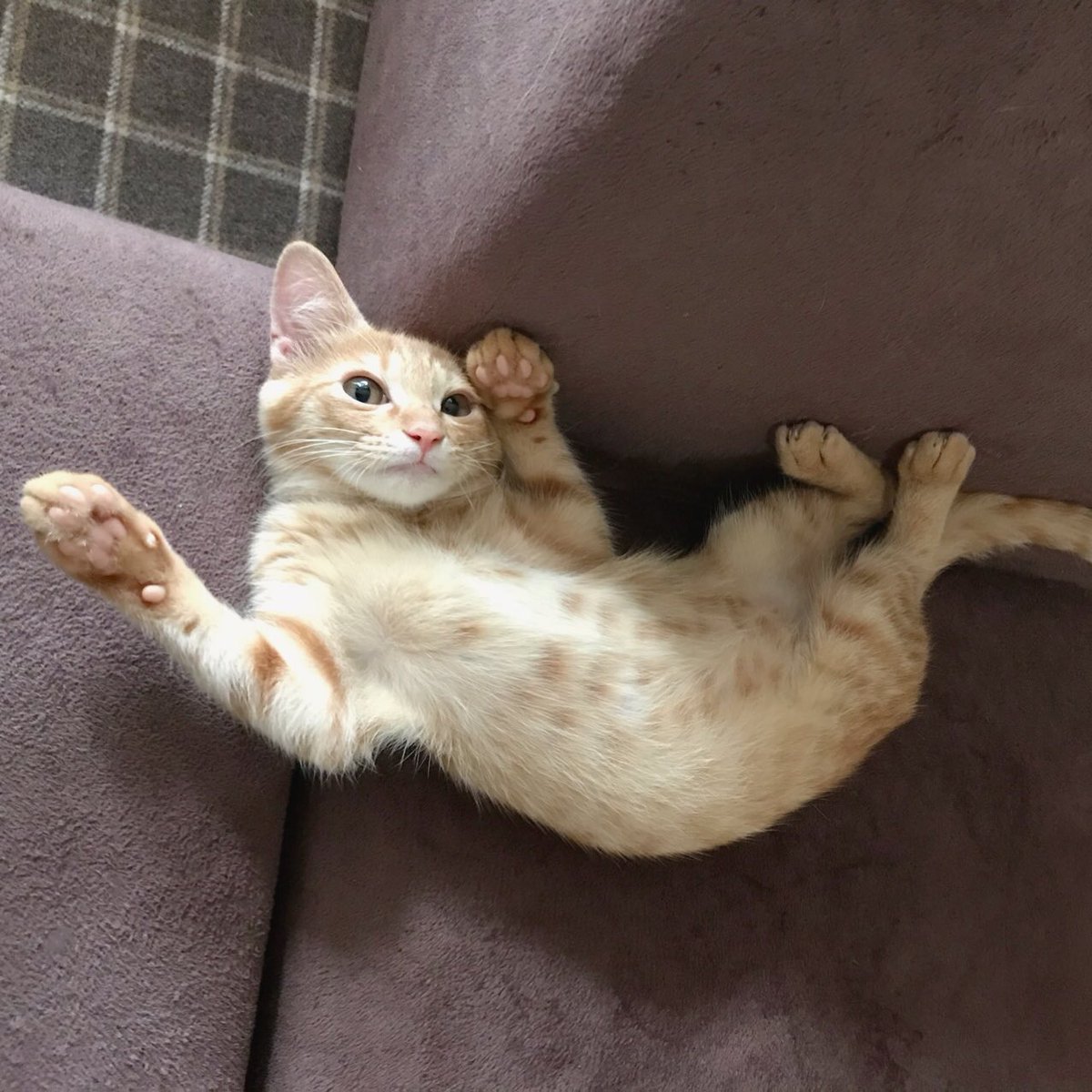 Happy9taro's tweet photo. ボンネットの中で鳴いてたボン子ちゃん😸。今日、2度目のトライアルでお届けです。今度こそ幸せ掴めるかな？。猫が大好き優しい里親さん。先輩ニャン達との相性次第🙏🍀❤️。 https://t.co/ze50CkCYfq