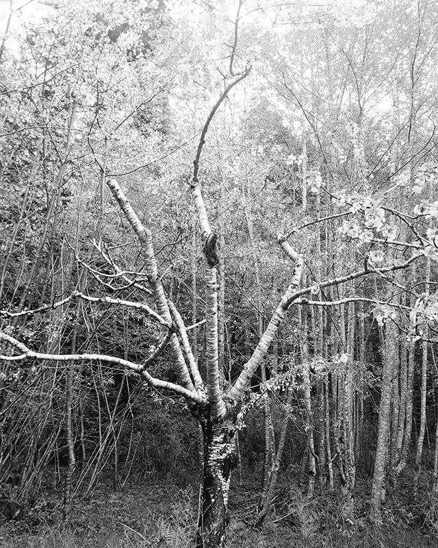 Ron Smid tweet media