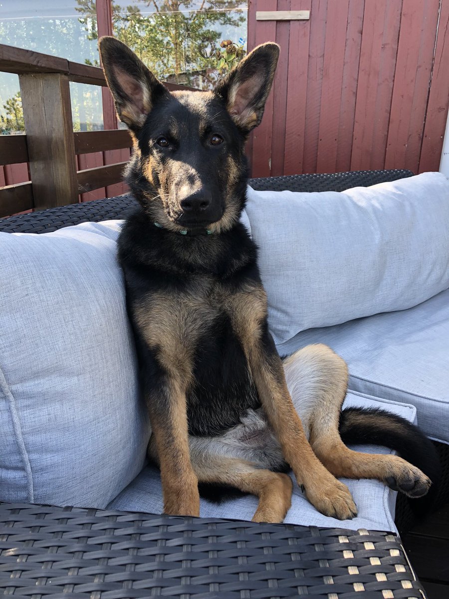 klassfoder's tweet photo. Am I manspreading ??  #mydog #klassfoder #barf #original #färskfoder #GermanShepherd  #doglife #workingdog #lovedogs #Ali #Klassfoderhund #sweden #DogsofTwittter  #doglovers https://t.co/2o1m0QgkjC