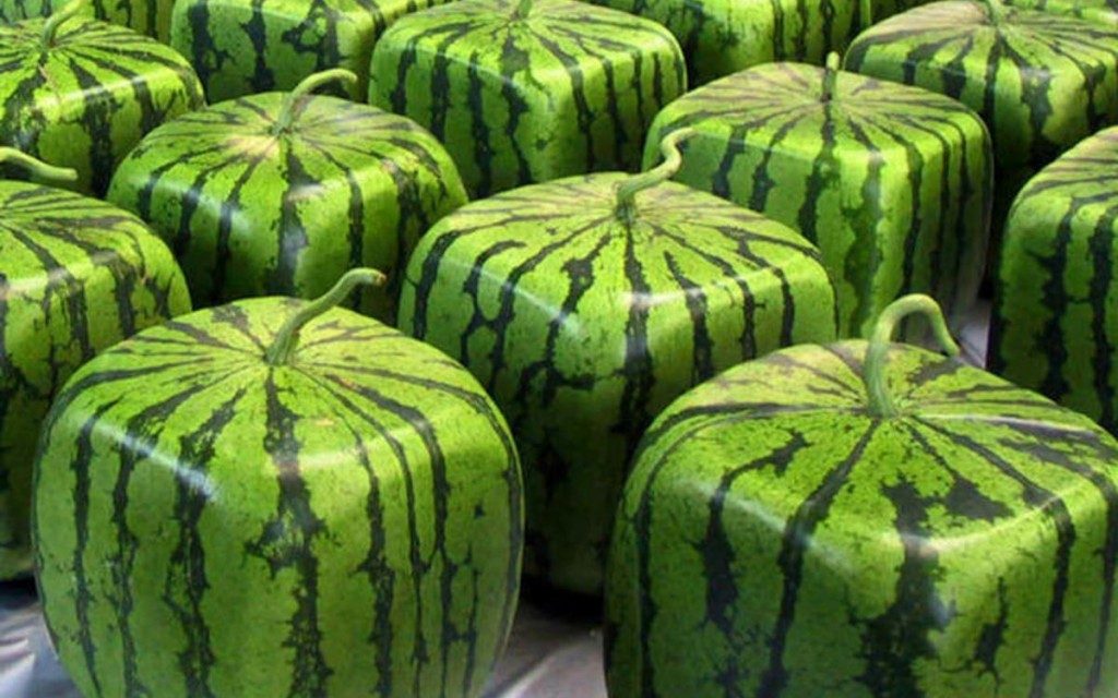 How many watermelons per plant