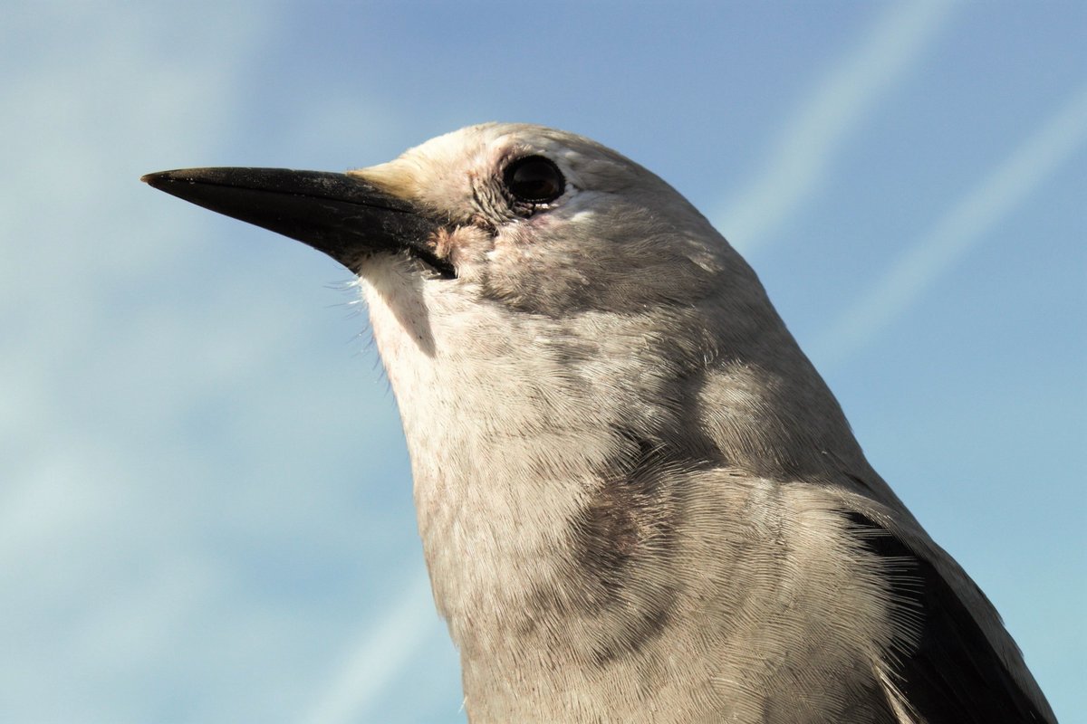 hopping_jay's tweet photo. Some of the nutcrackers were verrryyy habituated to humans. This one landed right behind me so I took some pictures backwards over my shoulder.
#birds #birding #corvids #nutcrackers #clarksnutcracker https://t.co/ntPNGUtPle