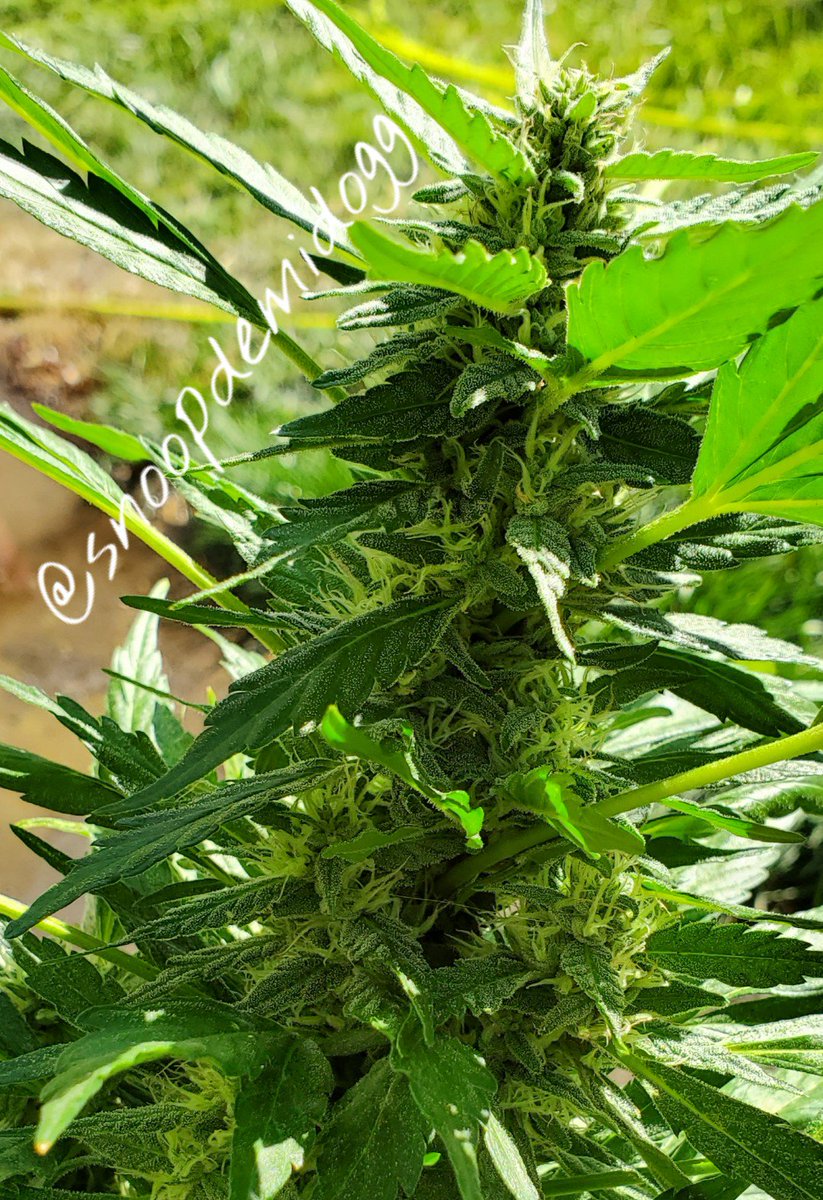 Well, I just spent 2 hours in the heat working in the garden. Btw, first one I start working on there's a HUGE black widow hanging out on the pot😯😱🤯
It's really time to get blasted ✌💚💨💨💨💨💨💨