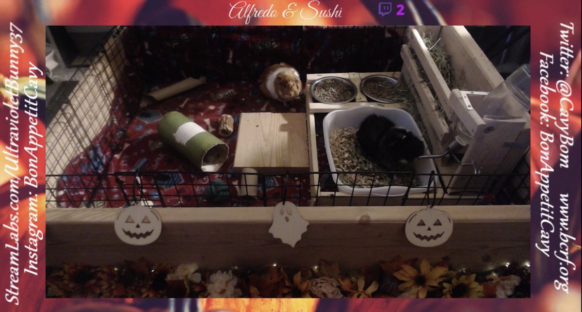 CavyBon's tweet photo. Come stop by with our fall aesthetic! https://t.co/HMb3l6lRMq