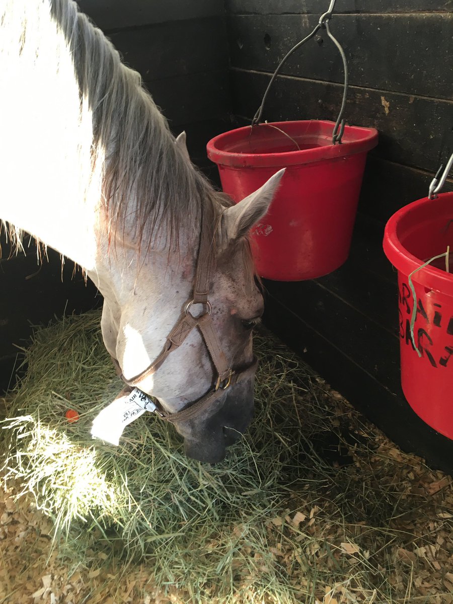 ShelleyBlodgett's tweet photo. Night-night CRAFTY NOBLE... tucked in with good hay, water & fan on (it’s hot in Ocala). Thank you all who donated! @DagsBe @chiefmucker @TeresaFasolino1 @HLawMediation @yvon1430 #PatrickL #MarianneF & all who support @CaribbeanOTTB all year long♥️🎉 https://t.co/DiVqlBHVjT