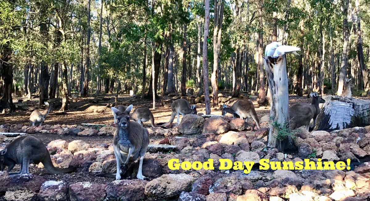 jarrahdale1's tweet photo. They’re #corellas mate! #kangaroos in the #jarrahforest #jarrahdale @Jarrahdale @jarrahdale482 @Mundlimup @geeanem #SaveOurNativeForests #colinabbott #colinhabbott #colinhughabbott #DarlingRange #WA #Australia #MrAbbott ⁦@pholland⁩ ⁦@TwoPaddocks⁩ ⁦@abcperth⁩ https://t.co/S7odtunLuV