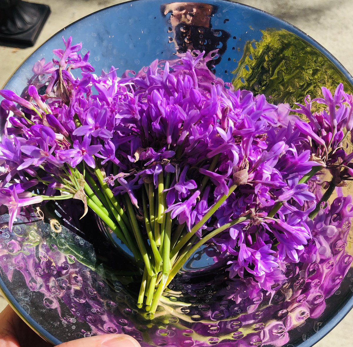 Caliman8's tweet photo. Had to go the extra mile(s)
To collect local garlic blossoms for the memorial tonight 🙏
#lovegarnish #itsthelittlethings 
#therightthingtodo #everyoneisspecial #everyoneisloved #cookalife https://t.co/5OMbKTJmAH