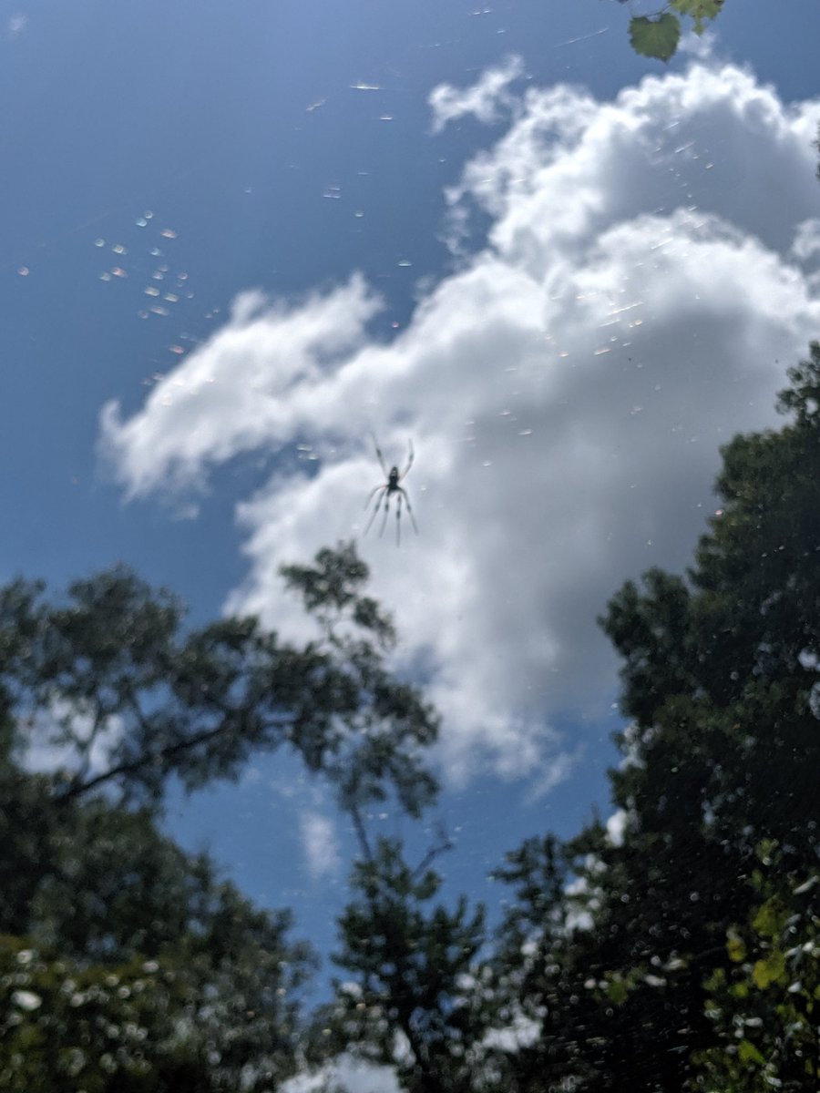 I don't really like spiders but God's creation amazed me