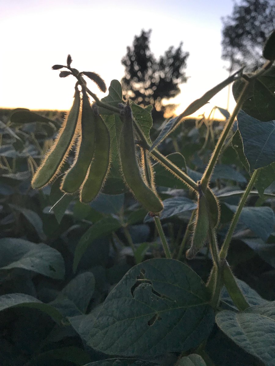Fingers crossed for a nice fall to fill out these top clusters 😍