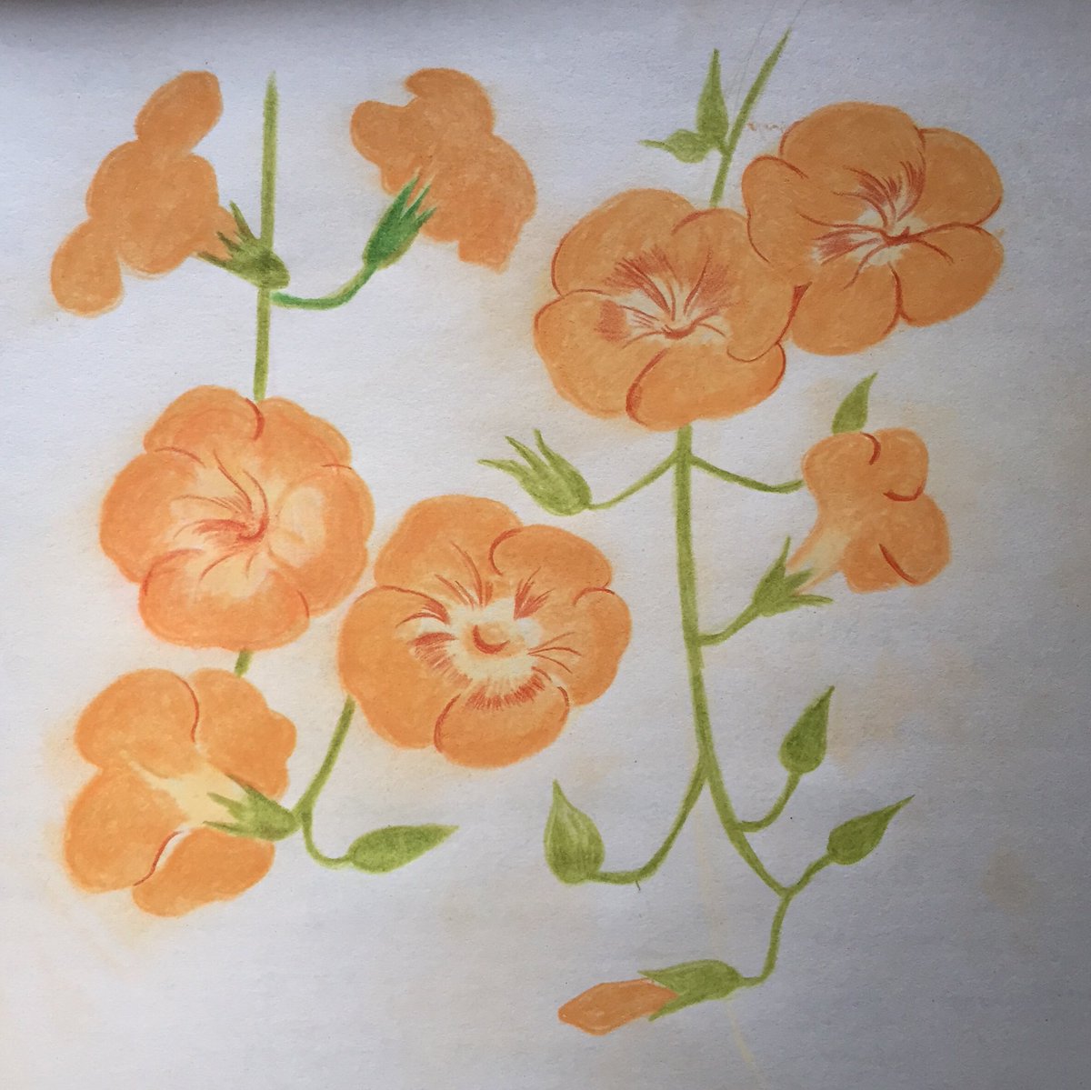 Koa オレンジ色の花が好き ノウゼンカズラ 花イラスト イラストレーション Illustration パステル画