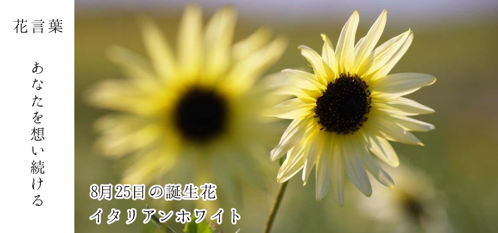 花キューピット I879 Com 公式 8月25日の誕生花 イタリアンホワイト お誕生日おめでとうございます 花言葉 は あなたを想い続ける レモンイエローの花びらが可愛らしい あなたはこんな人 神経質でおとなしく見えて 実は負けず嫌いの