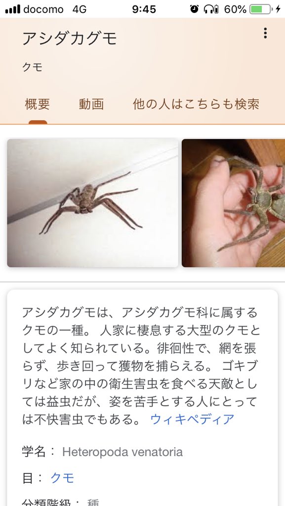 Dark 高橋ヒロム応援団 団長 閲覧注意 デカイ蜘蛛が実家に出現 きっと死んだじいちゃんだろうな T Co Ghsik5ac7m Twitter