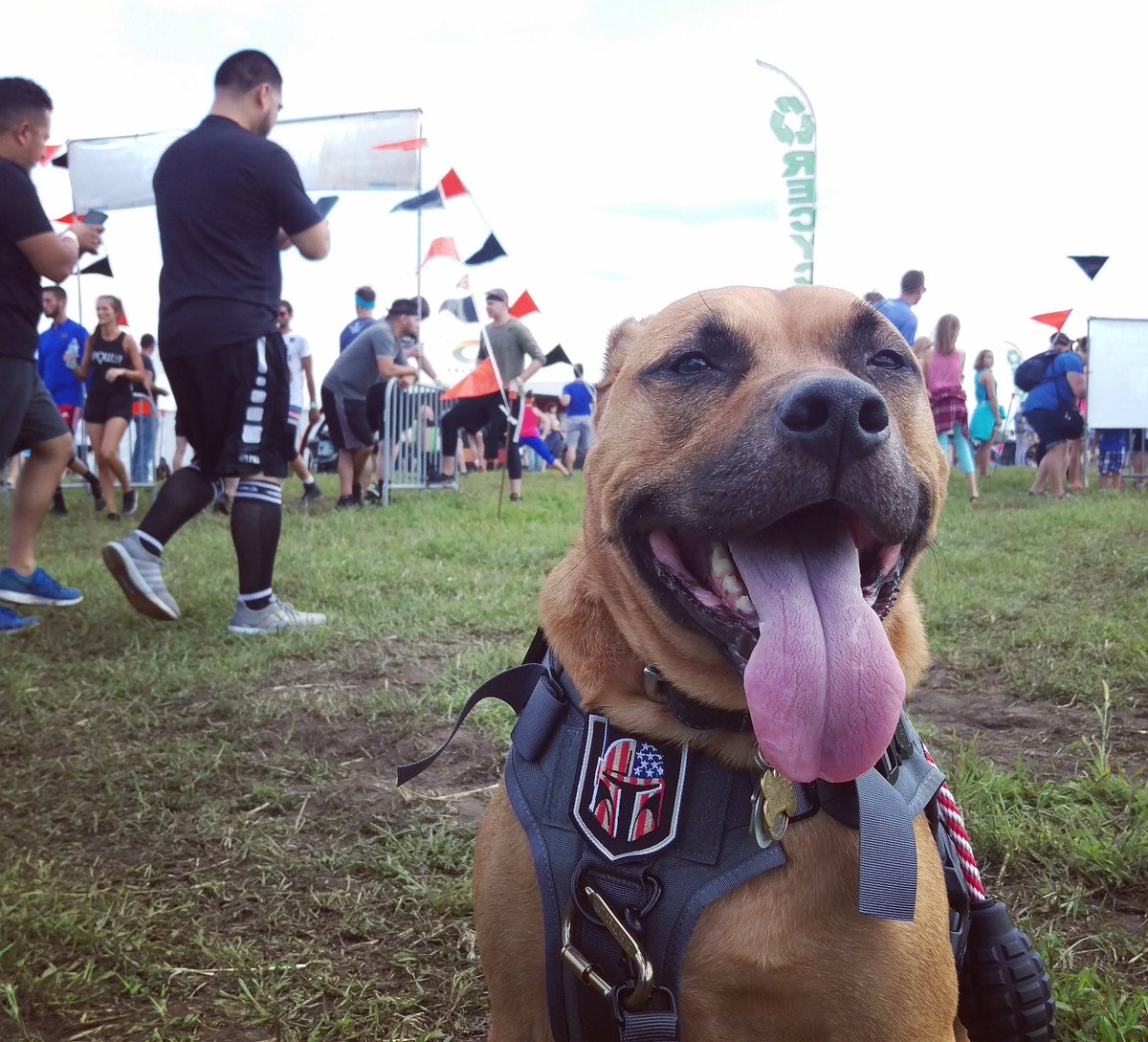 ZoeThePibble's tweet photo. #ToughMudder was #pawsome 🐾🐾
🐕
#StarWars #BobaFett  #DarkSide #ruffmudder #dogsofinstagram #chewyruffmudder #rescuenation #dogs #RescueDogsRock #muttsofinstagram #Cooper #doggo https://t.co/HJGktDdhrZ