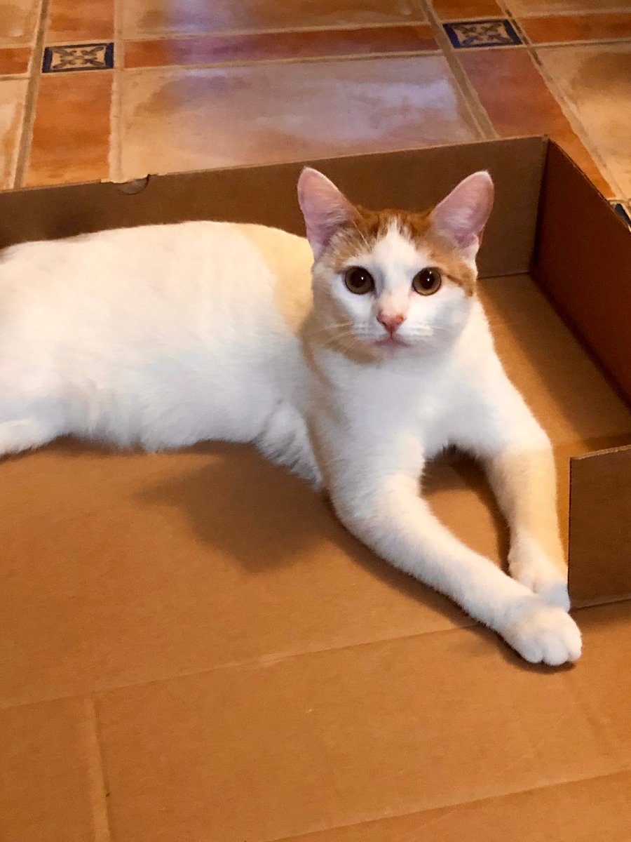 collierkinder's tweet photo. Here’s Mrs. Collier’s class mascot, Penny.  Our class knows all about her.  @APE_Sailors @BusyBeeBarnett https://t.co/Ms8wijvYpk
