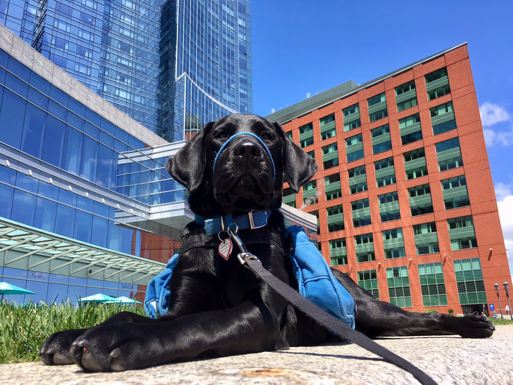 DougGrandin's tweet photo. @NEADSdogs Candy spent the day in Boston, riding cars, trains and ferrys. Lots of traffic work, historic sights and crowds. Of course, she did fantastic! https://t.co/SSX2lWnKhL