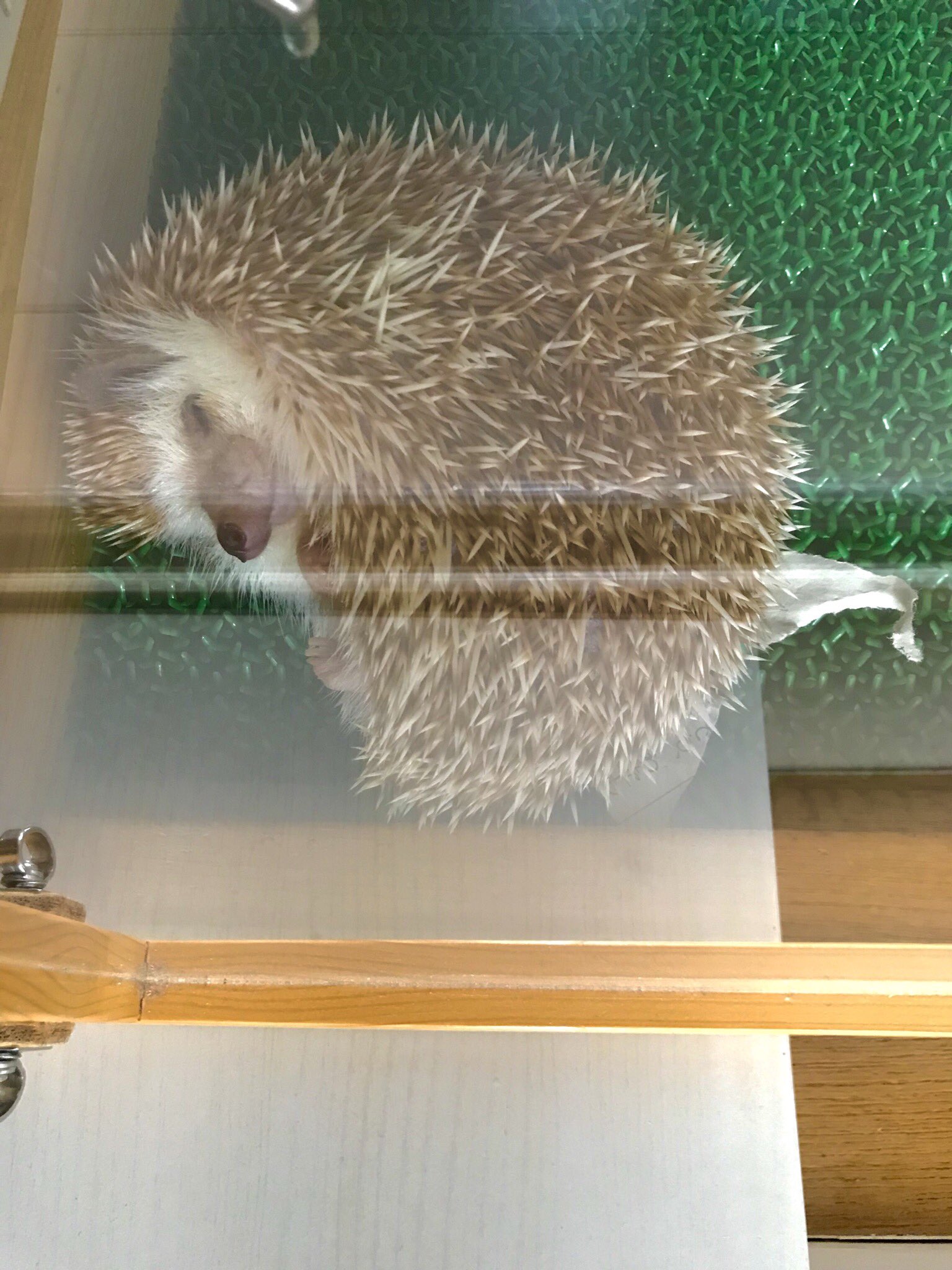 טוויטר Nanano いくじなし育児 בטוויטר 猫派 犬派 僕は犬派です 理由はこのマズルが可愛いからです ハリネズミは英語でhedgehog 生垣の豚と言うけどhedge Dog 生垣の犬だと思う 顔はコウモリやタヌキに似てるけど笑 T Co Myckqvgsis