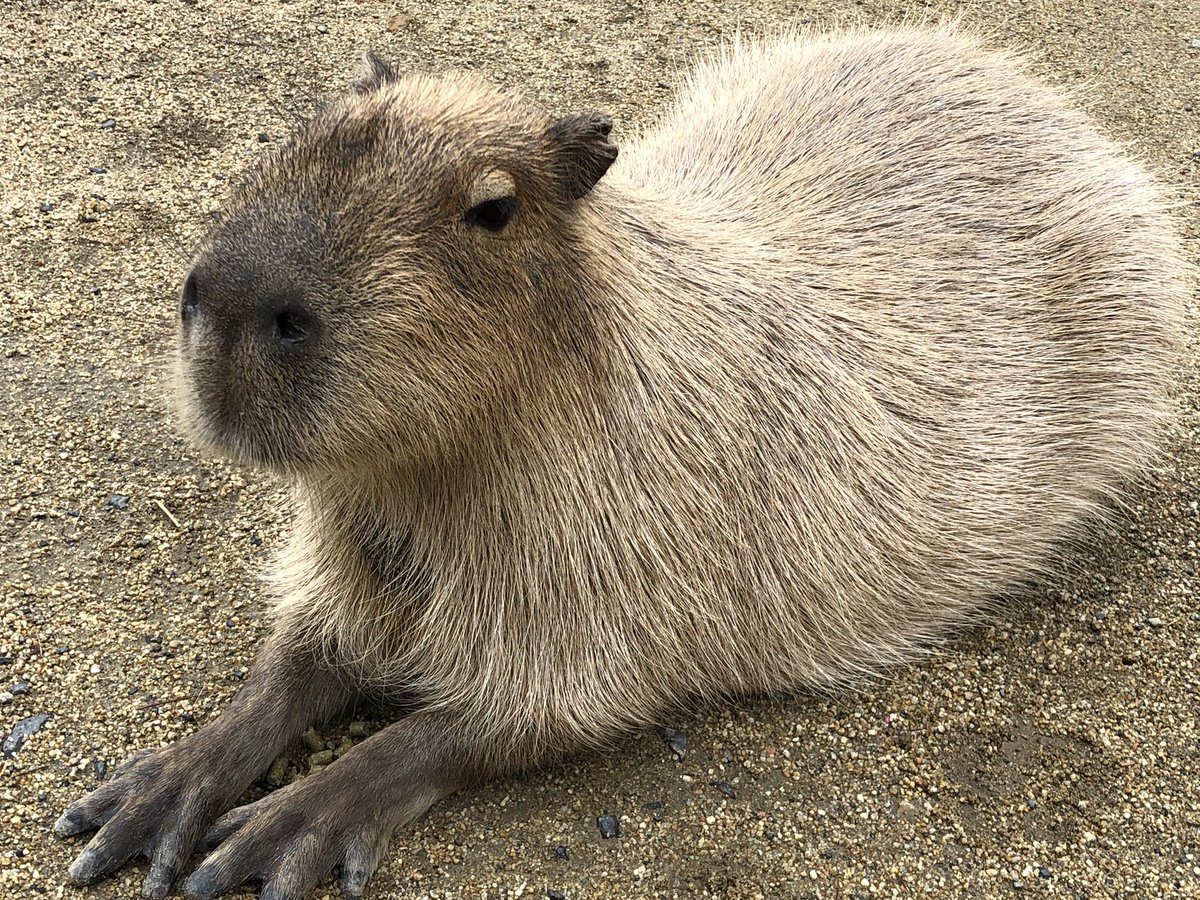 カピバラ 那須どうぶつ王国 ｏｈｕのイラスト