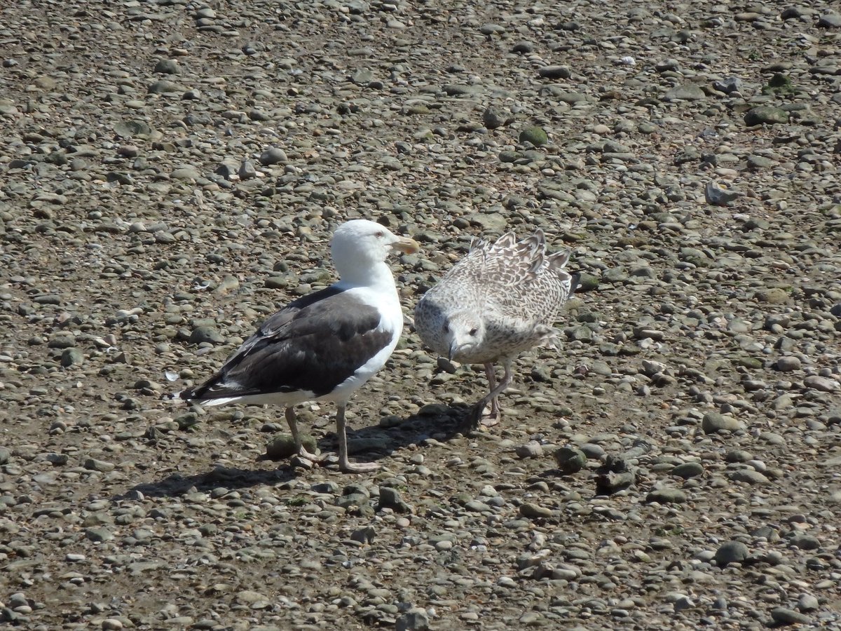A possible Greater Blacked-backed Gull with young #ThamesBarrierPark